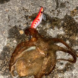 タコ釣り