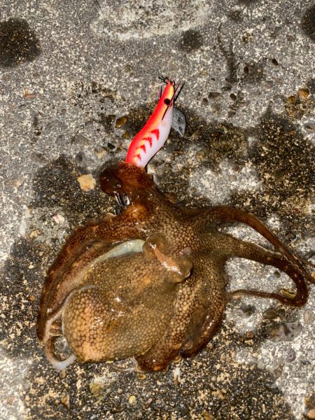タコ釣り