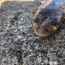 朝からアジを釣りノマセ釣行