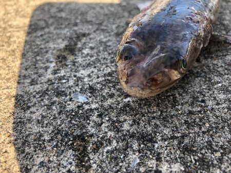 朝からアジを釣りノマセ釣行