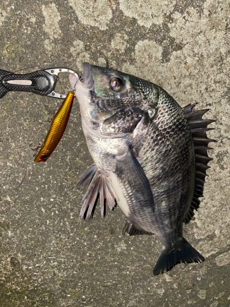 え？チヌだったの？！