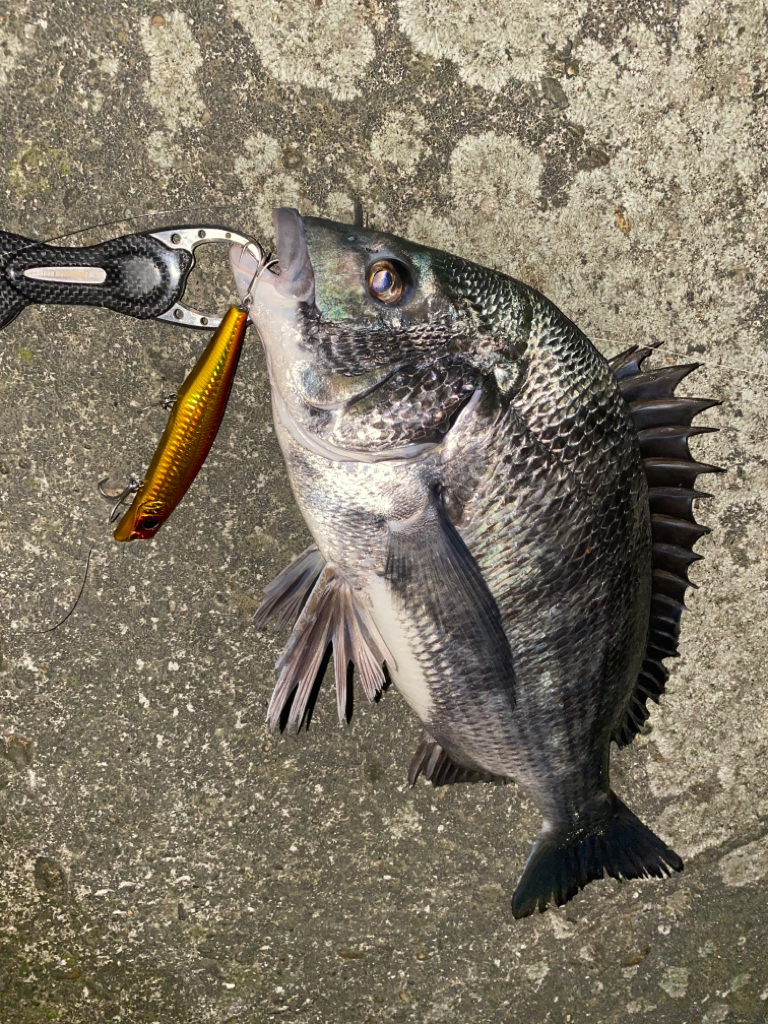 え？チヌだったの？！