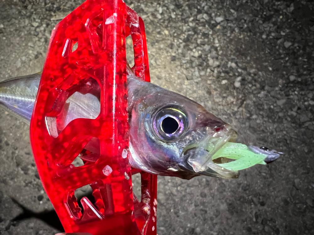 鯵を探して三千里Vel.14