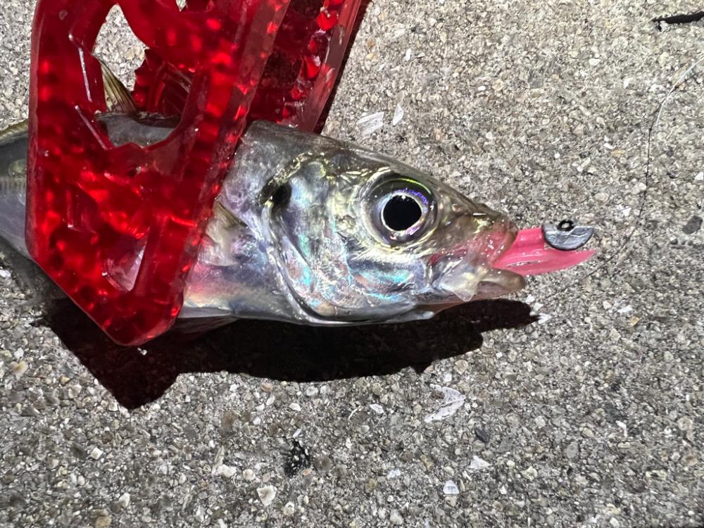 鯵を探して三千里Vel.16