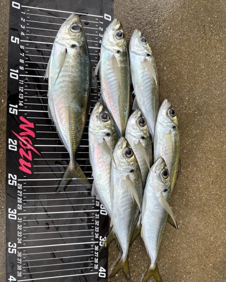 朝マズメチャレンジ