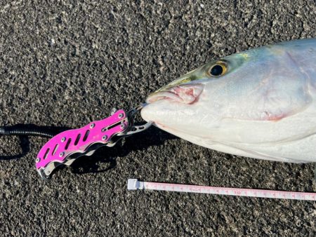 爆釣！ブリ、ハマチ、サゴシ、サワラ、ネイリ…