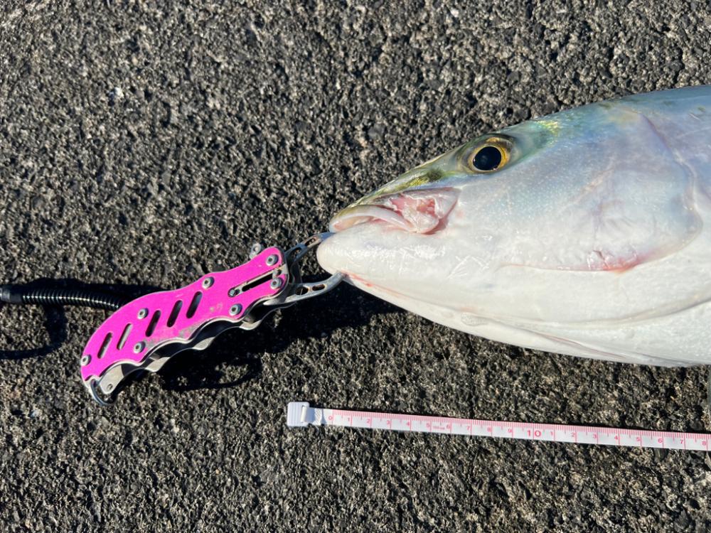 爆釣！ブリ、ハマチ、サゴシ、サワラ、ネイリにサメまで