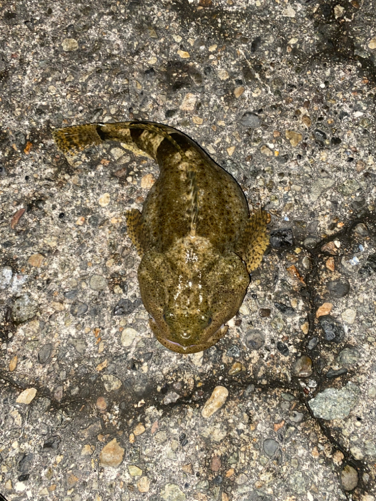 アユカケとキジハタ