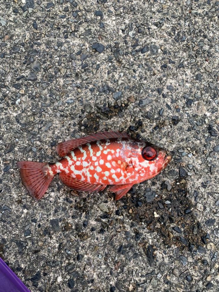 やっぱり魚影が濃い