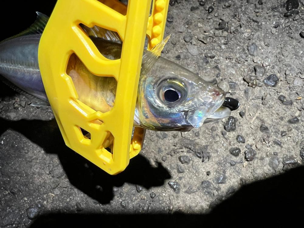 鯵を探して三千里Vel.11