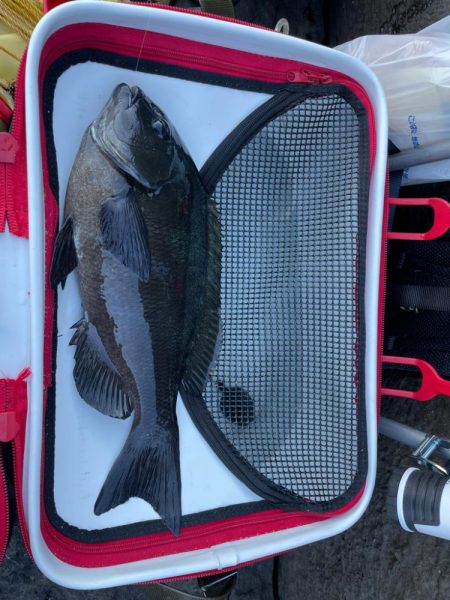 イガイガ根でフカセ釣り