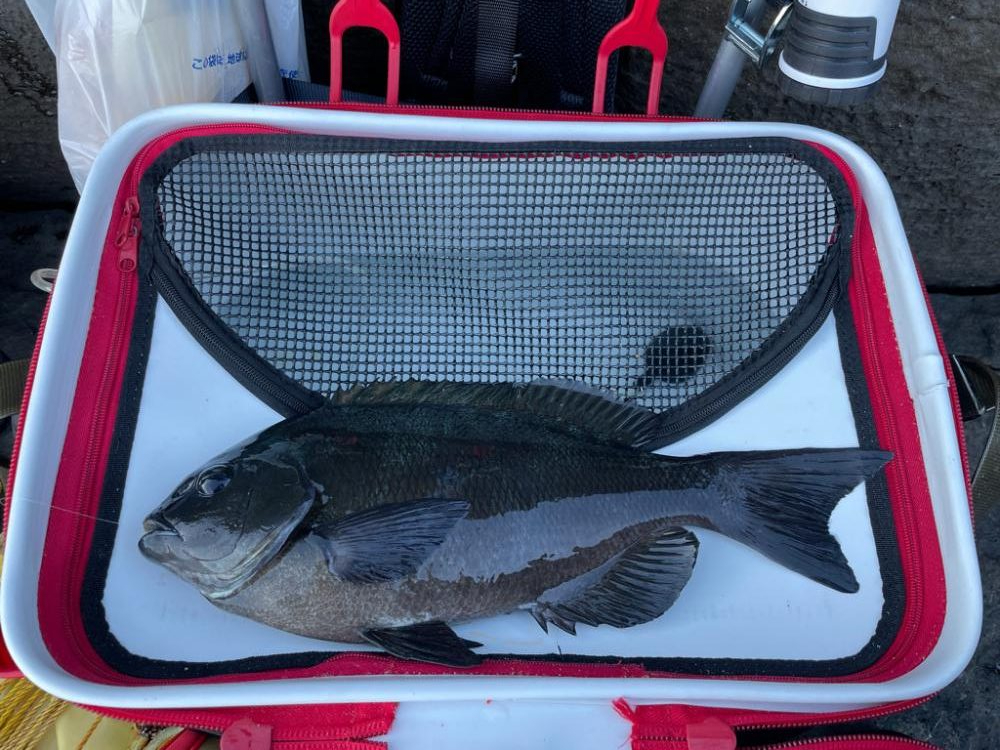 イガイガ根でフカセ釣り