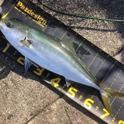 今日はノマセ釣りで