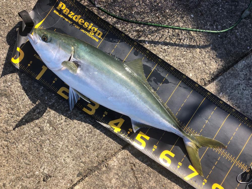 今日はノマセ釣りで