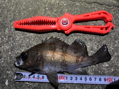 鯵を探して三千里Vel.18