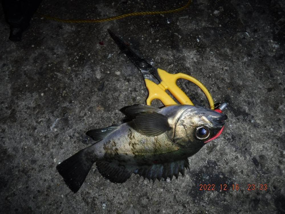 ジグヘッド五目