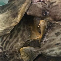 カワハギ&ショウサイフグわ