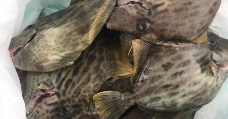 カワハギ&ショウサイフグわ