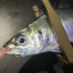 また潮が動かず