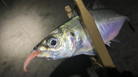 また潮が動かず