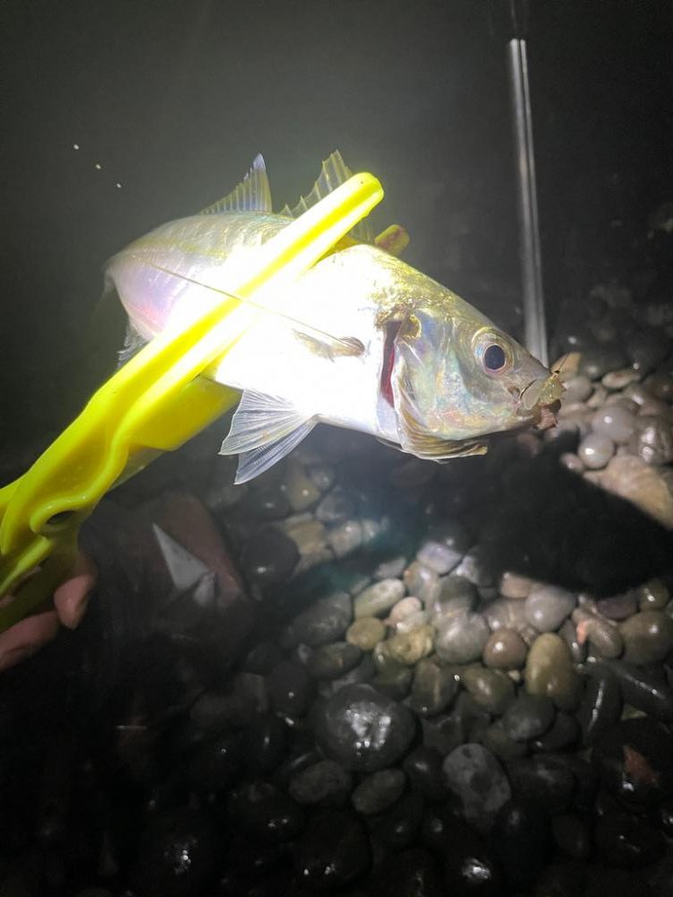 ちょい投げサビキ