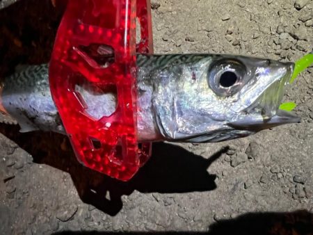 鯵を探して三千里Vel.12