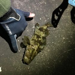 福山港でタケノコメバルゲット！