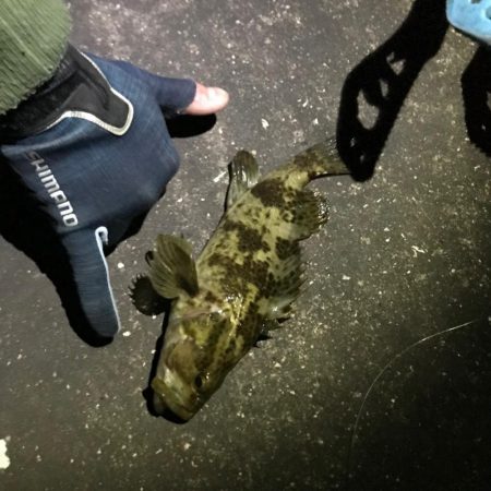 福山港でタケノコメバルゲット！