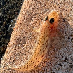 鴨川前浜港、カワハギ狙い