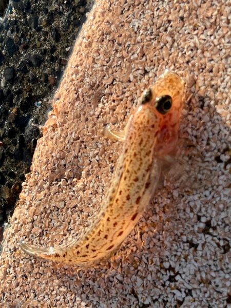 鴨川前浜港、カワハギ狙い