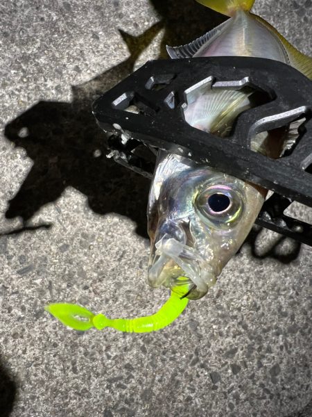 鯵を探して三千里Ver.8  小島漁港