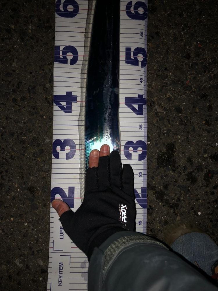 ショアから太刀魚