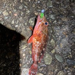 アジング、メバリング