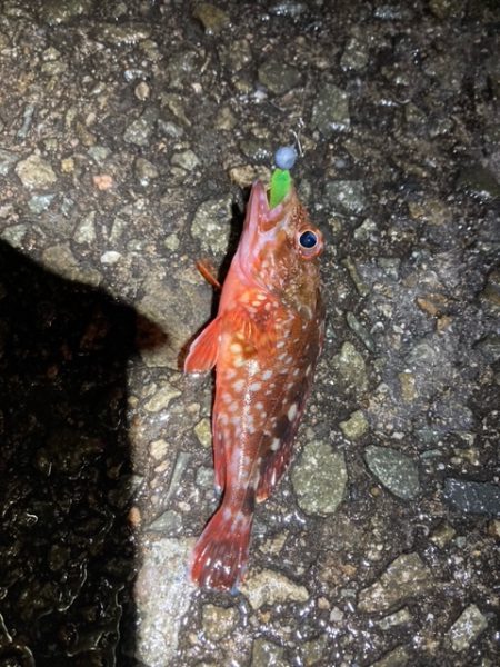 アジング、メバリング