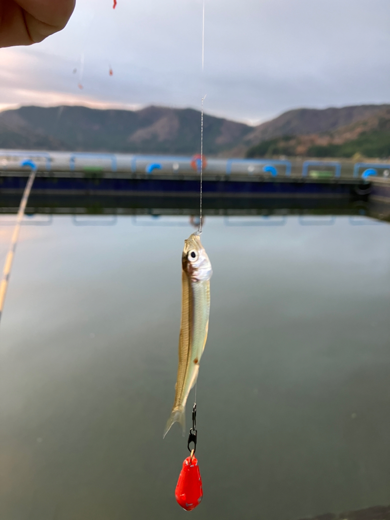 小さい群がポツポツと