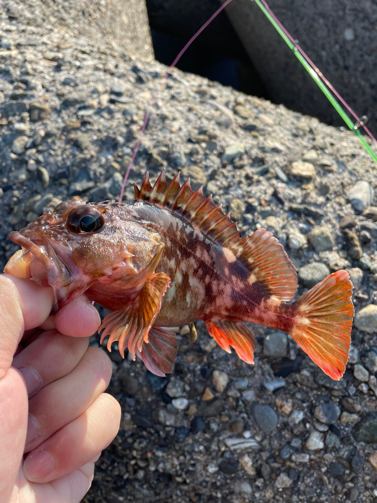 帰ってきた穴釣り