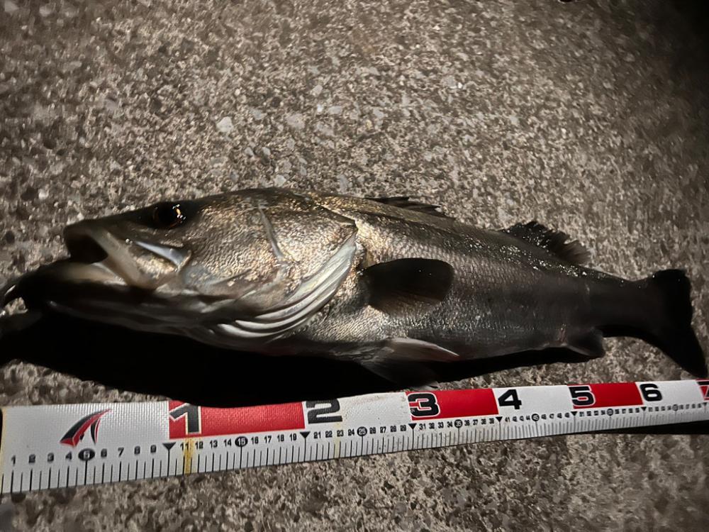 年末釣行ほぼランカー捕獲!