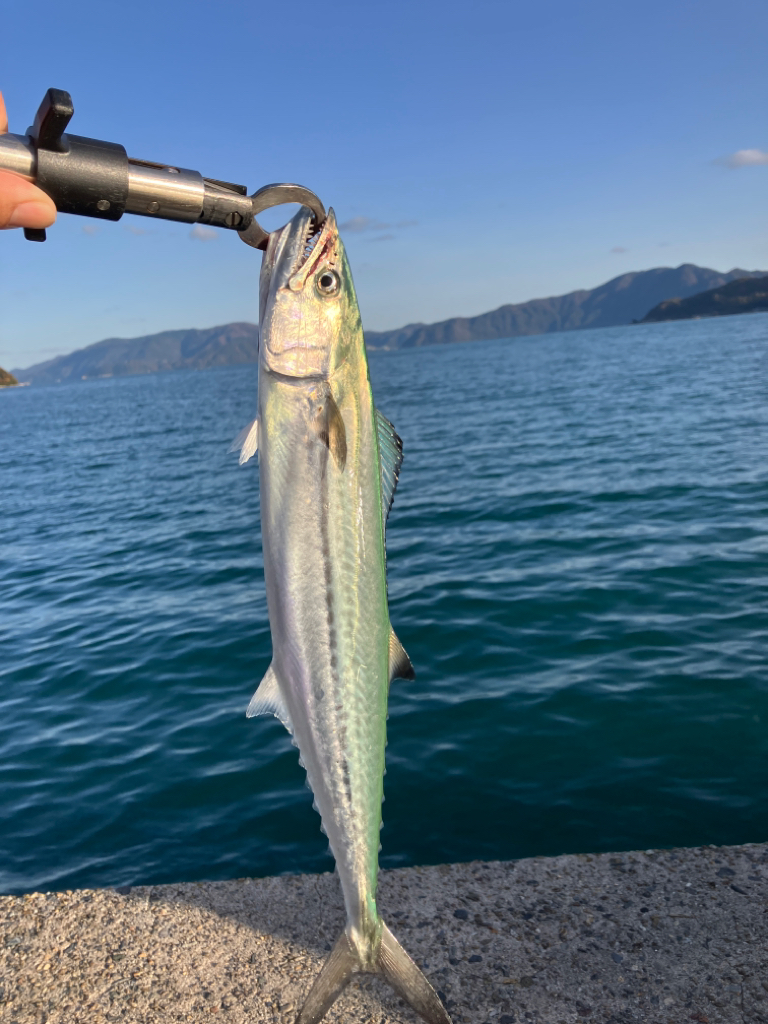 サゴシのノマセ釣り