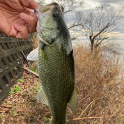 北湖のエビ好きバス