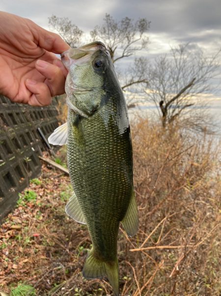 北湖のエビ好きバス