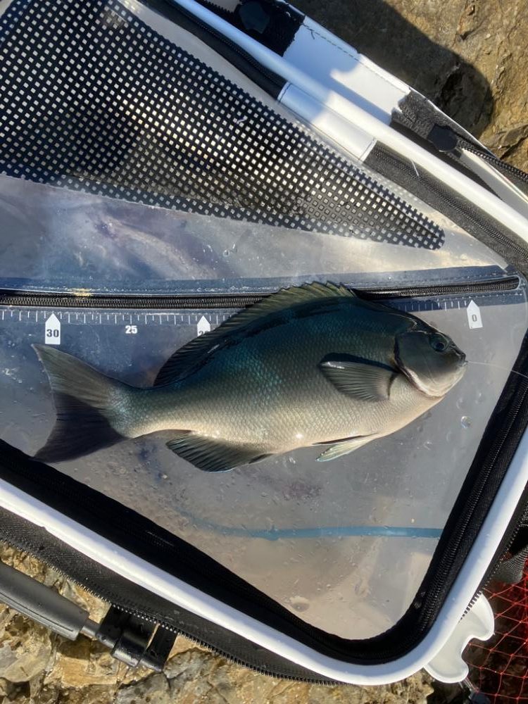 沖磯でグレ釣り転じて五目釣り