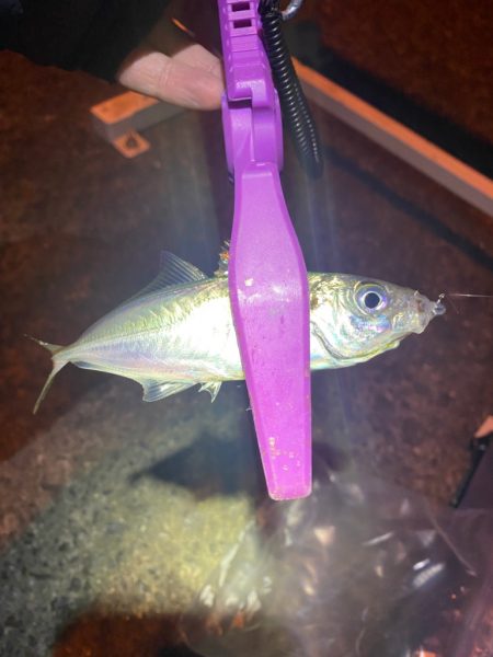 大阪湾奥アジング