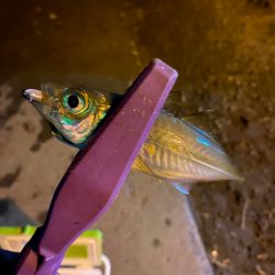 大阪湾奥アジング