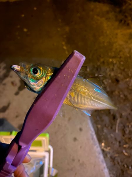 大阪湾奥アジング