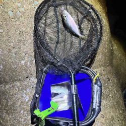 アジン入れ食い!からの沈黙!!