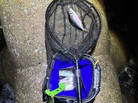 アジン入れ食い!からの沈黙!!