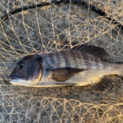 初冬でもチヌは気軽に狙える