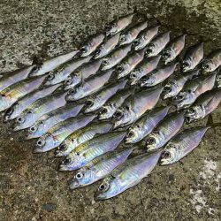 無限ではなかった豆ラッシュ