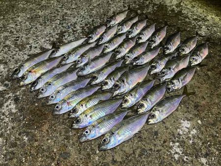 無限ではなかった豆ラッシュ