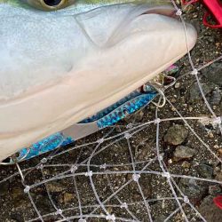ビッグバッカーHWさえ投げてれば青物釣れる！